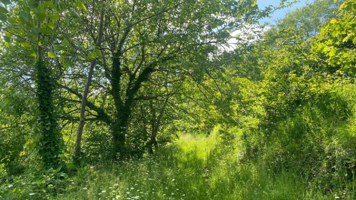 Ordu Perşembe Ramazan'da Denize 1 Km Uzaklıkta 2.650 m2 Fındık Bahçesi Fırsatı